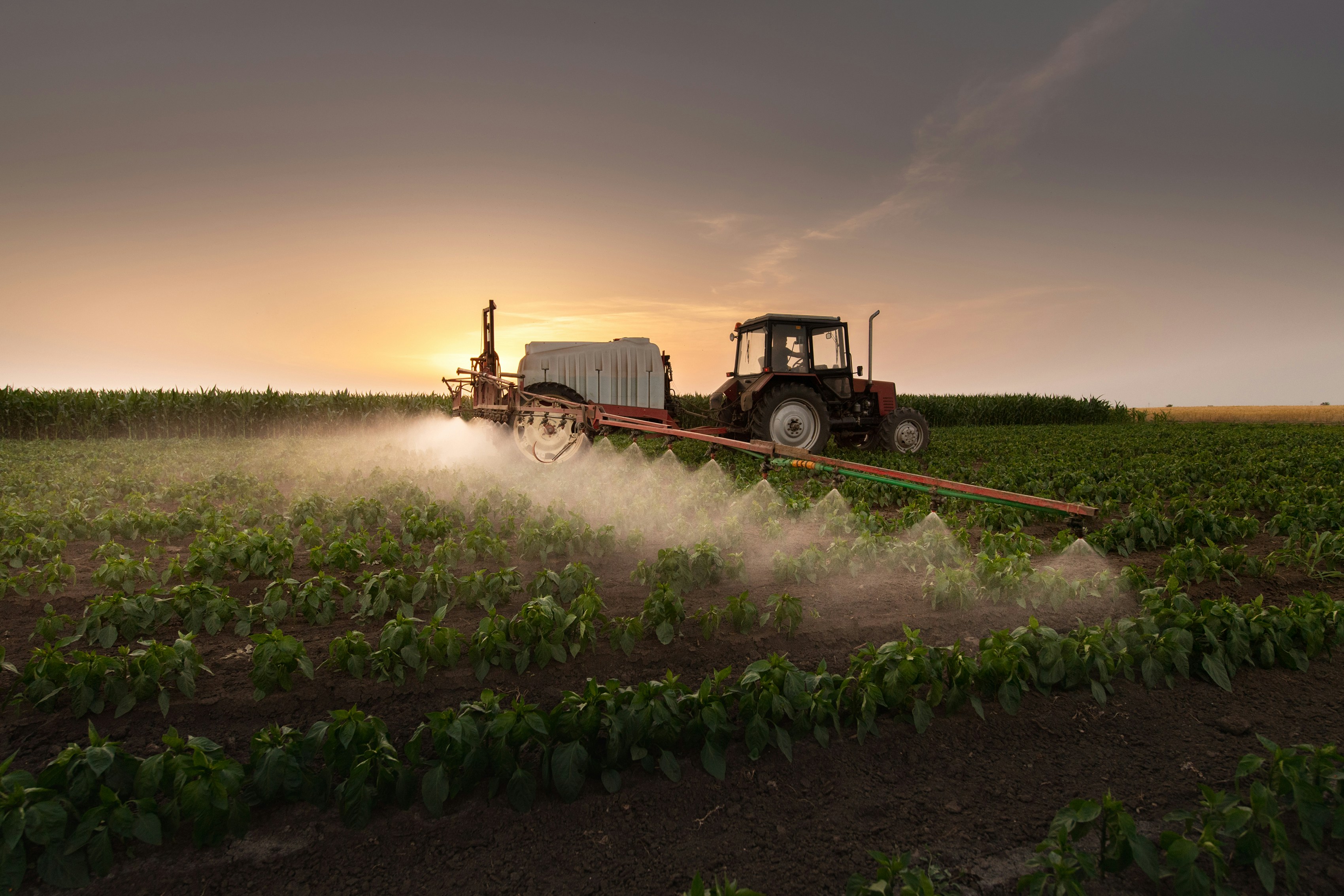 The Potential of Syria's Organic Farming Sector for Export